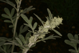 Artemisia stelleriana 'Mori' RCP6-06 184.jpg